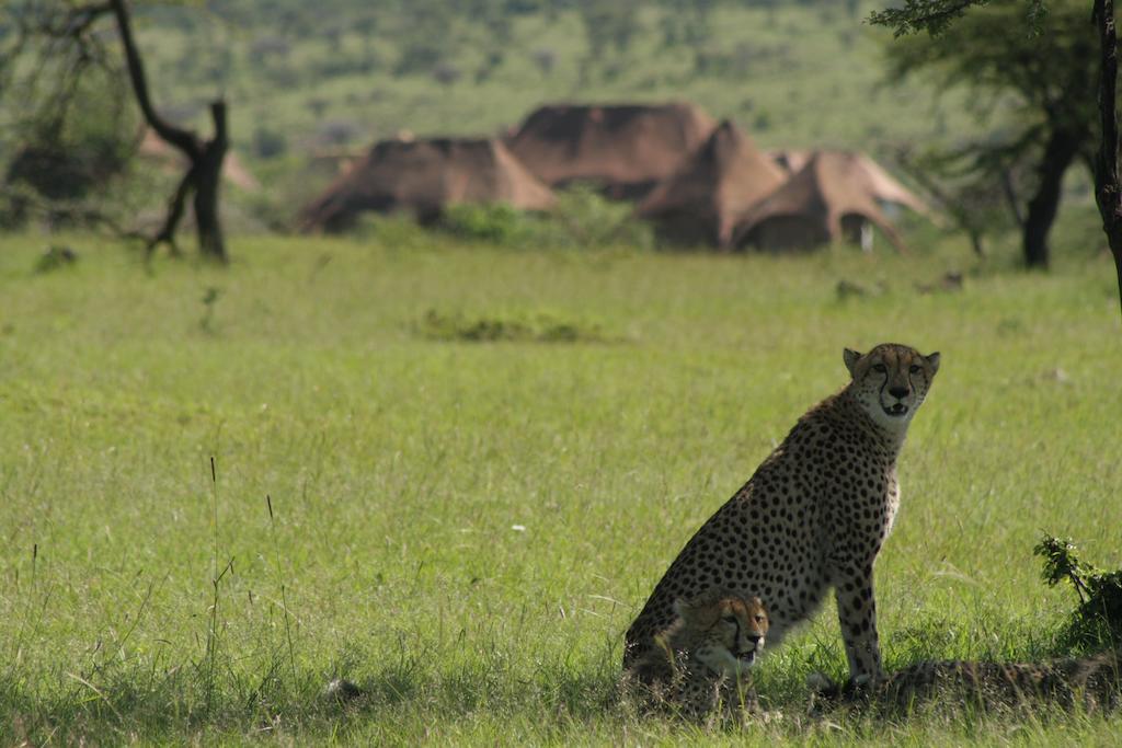 Amani Mara Camp Villa Maasai Mara Ngoại thất bức ảnh